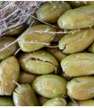Tronco Viejo - Corniche aliñadas (Cornezuelo) - 650 gramos